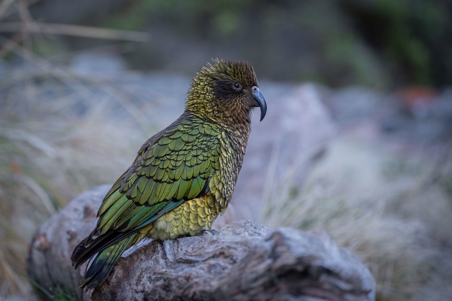 Kea native bird from New Zealand