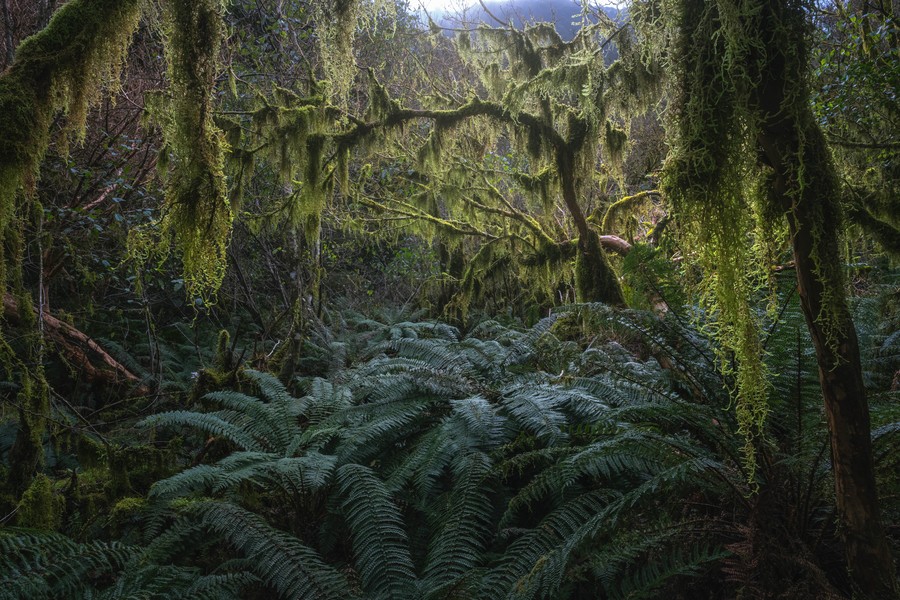Fiordland New Zealand