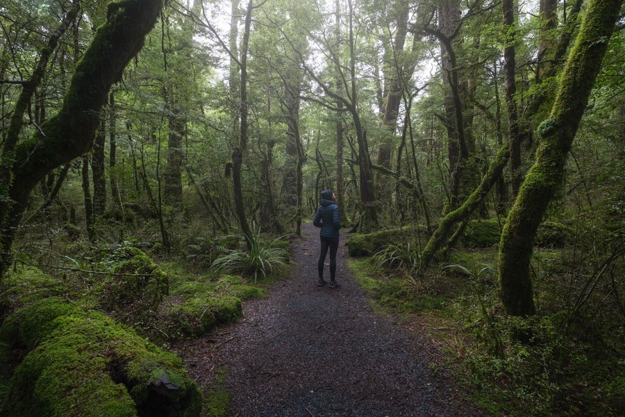 Lush forests in Fiordland New Zealand