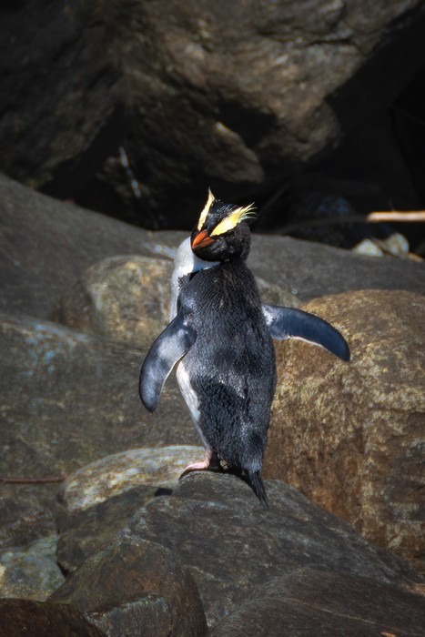 Penguins in New Zealand