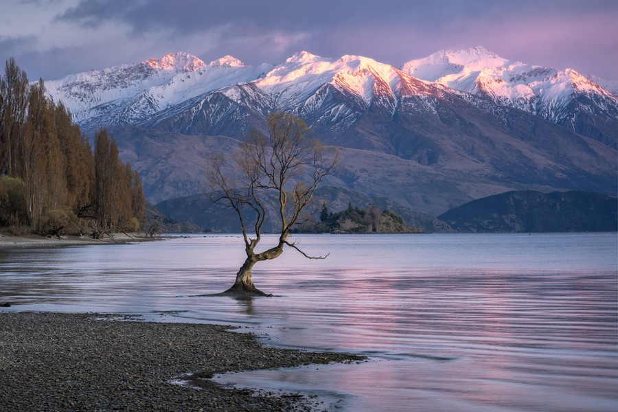Visit the Wanaka Tree in New Zealand with Capture the Atlas photo tours