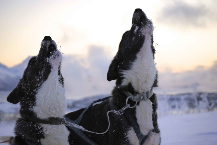 Dog sledding, what to do in Tromso in winter if you love dogs and want to explore the Arctic wilderness